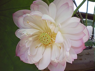 蓮の花