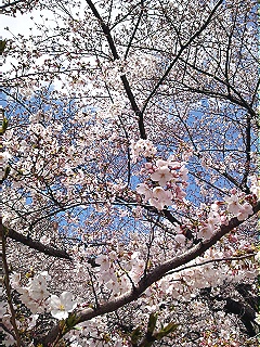 目黒川の桜