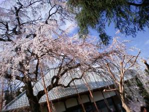 慈眼寺しだれ桜1