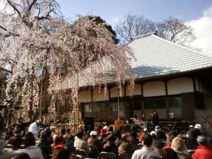 慈眼寺しだれ桜2