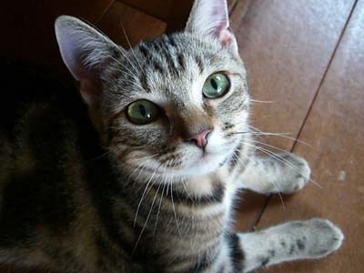 メタボ猫 Comfortable Life