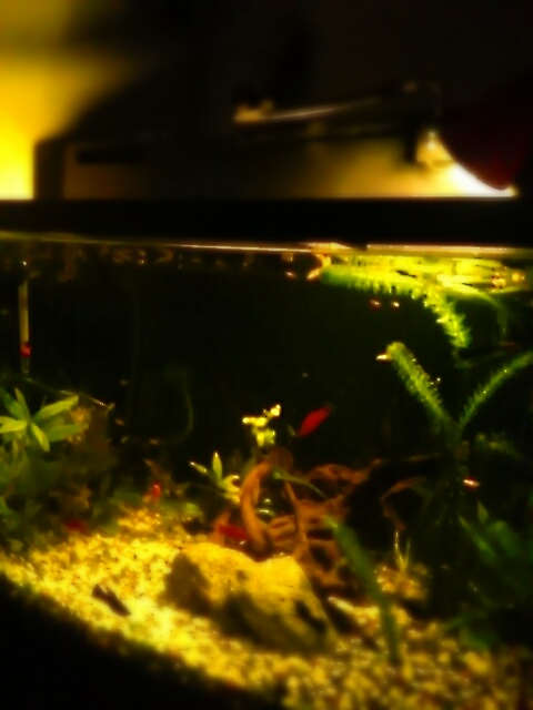 aviary_1436630279087.jpg
