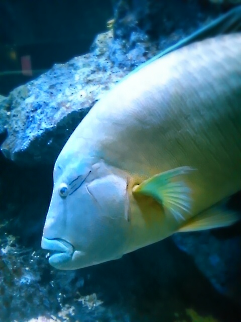 aviary_1448233657394.jpg