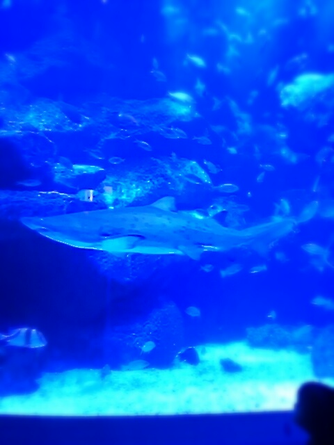 aviary_1448233450459.jpg