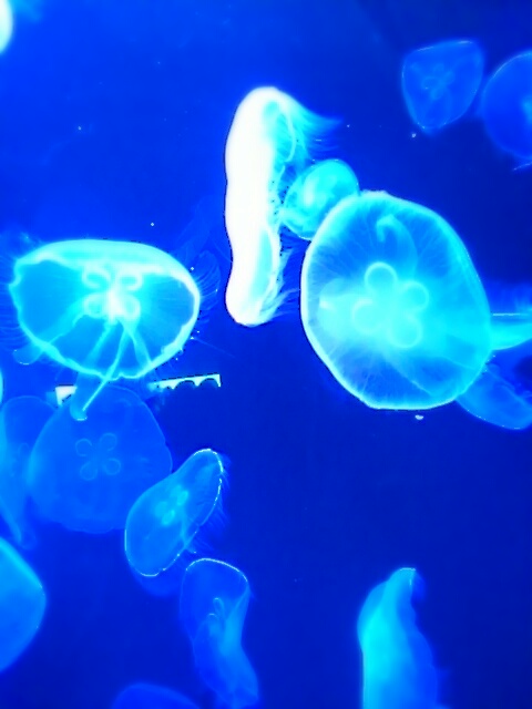 aviary_1448233344119.jpg