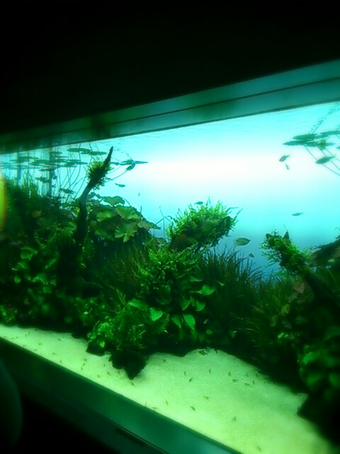 aviary_1448233268978.jpg
