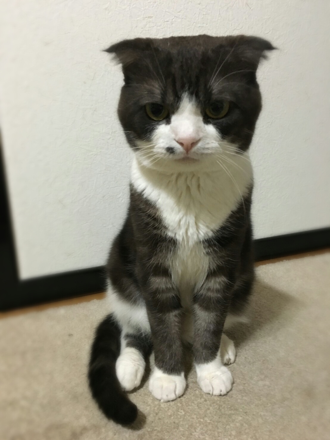 aviary_1466243732426.jpg