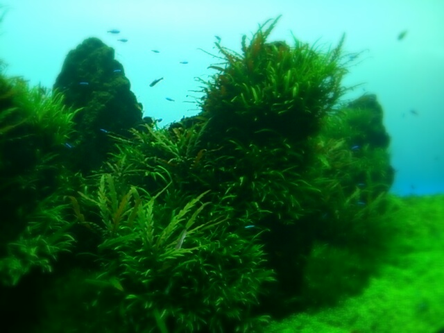 aviary_1466243635458.jpg