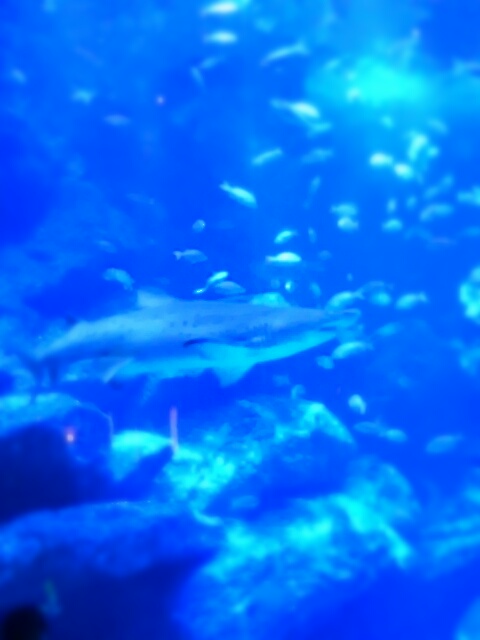 aviary_1466243525253.jpg