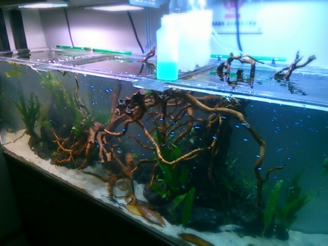 aviary_1468080456573.jpg