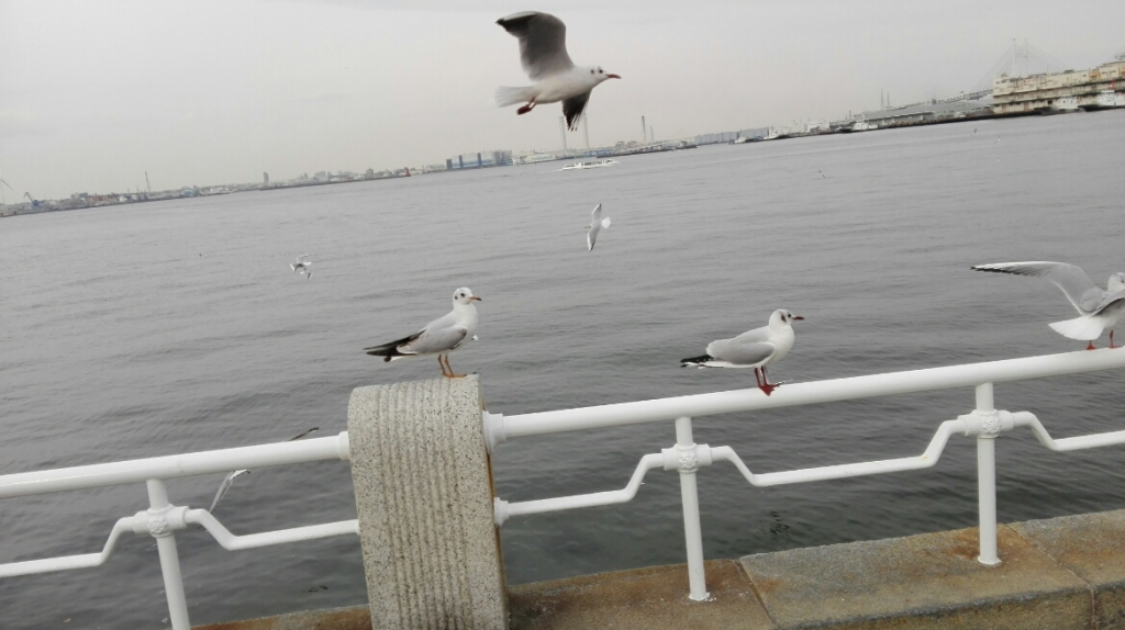 IMG_20170318_152633.jpg