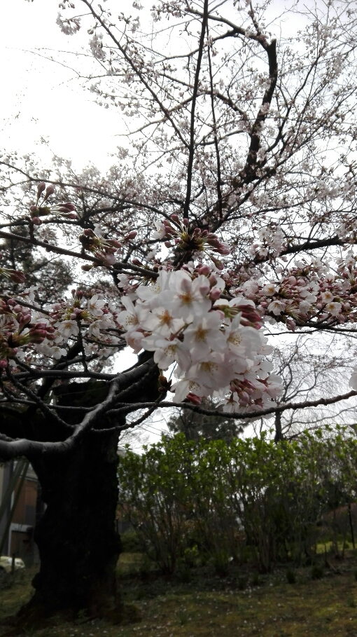 IMG_20170402_134559.jpg