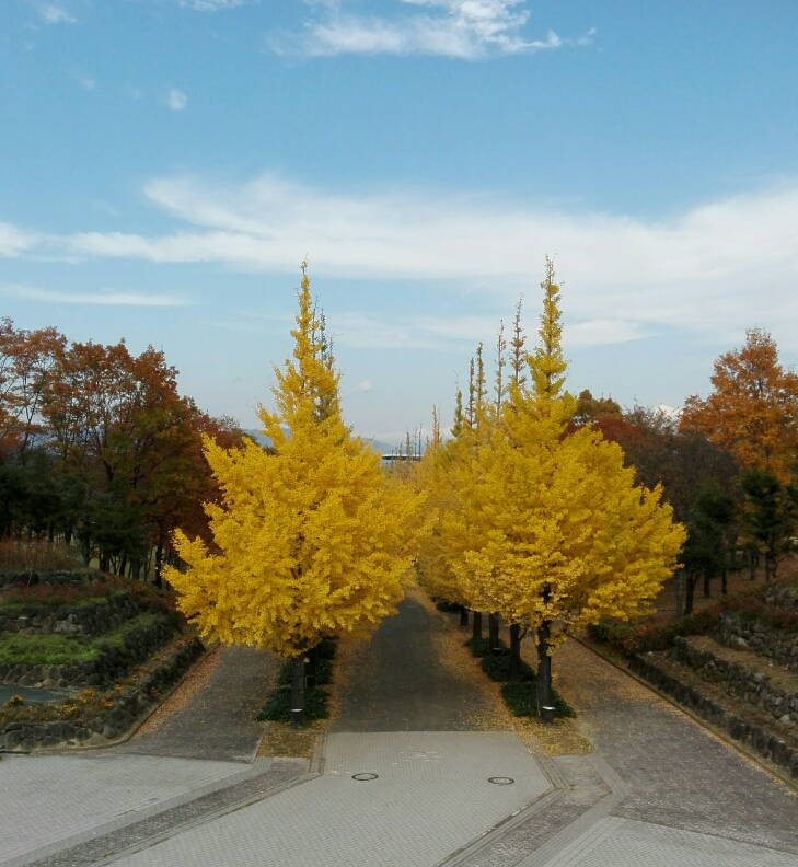 IMG_20171110_111051.jpg