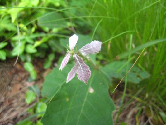 天龍峡の花