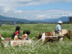 天龍峡そば祭り ポニー