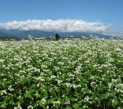 天龍峡 花の里