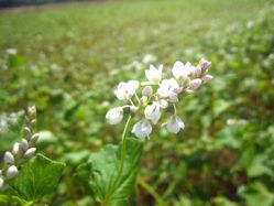 天龍峡 そばの花