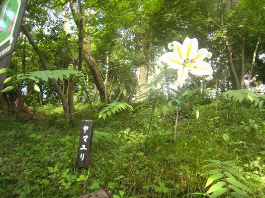 天龍峡 山ゆり1