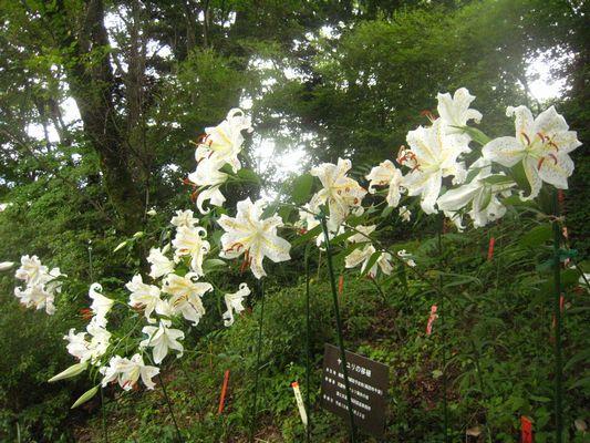 天龍峡 山ゆり