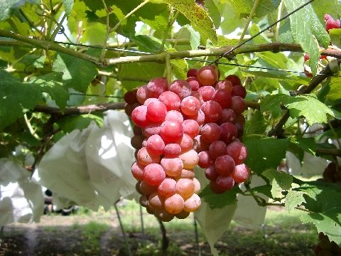 今田平ぶどう