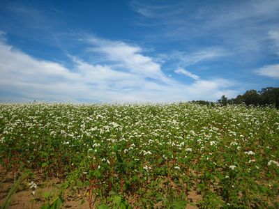 天龍峡花の里 そば