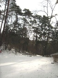 遊歩道 雪