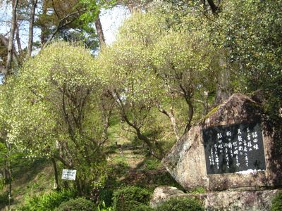 天龍峡 ドウダンツツジ