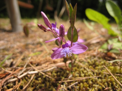 山野草