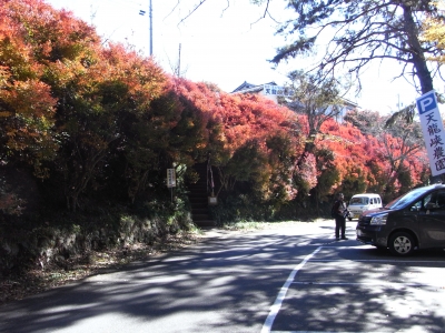 11月11日紅葉