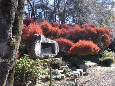 11月11日紅葉