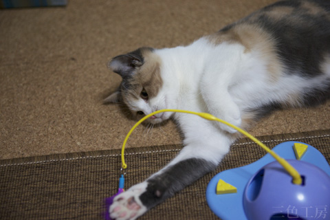 Cat Nano