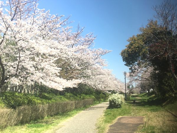 4月8日の桜(2)