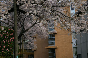 隣の借景の桜