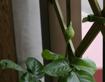 つるばらピースの蕾