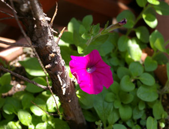 ペチュニアの花