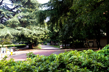 砧公園2