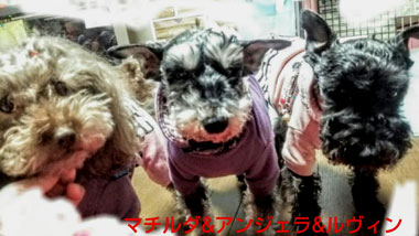 ミニチュアシュナウザー