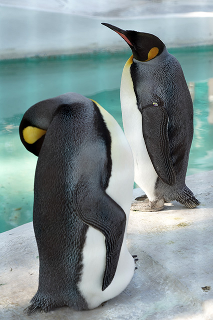 ペンギン