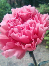 20090508132008.jpg