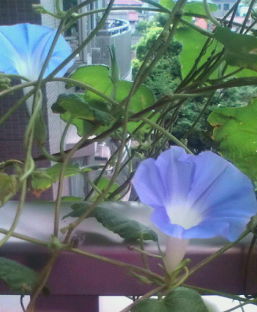 20100808064553.jpg