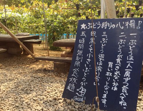 ぶどう狩り山梨牧丘穴場平日ぶどう狩りおすすめ食べ放題シーズン最後