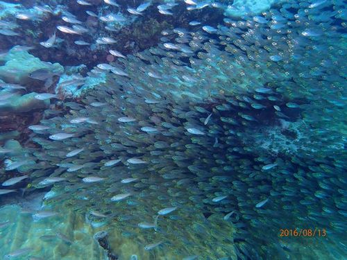 沖縄伊平屋島座間味スキューバダイビング穴場離島ツアー少人数貸し切り格安プラン