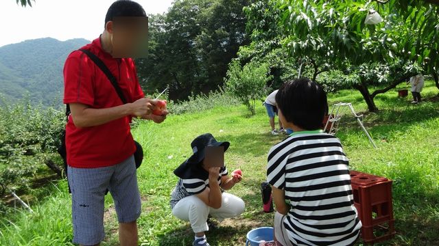 山梨県御坂町8月月中旬お盆後桃狩り食べ放題直売所お土産