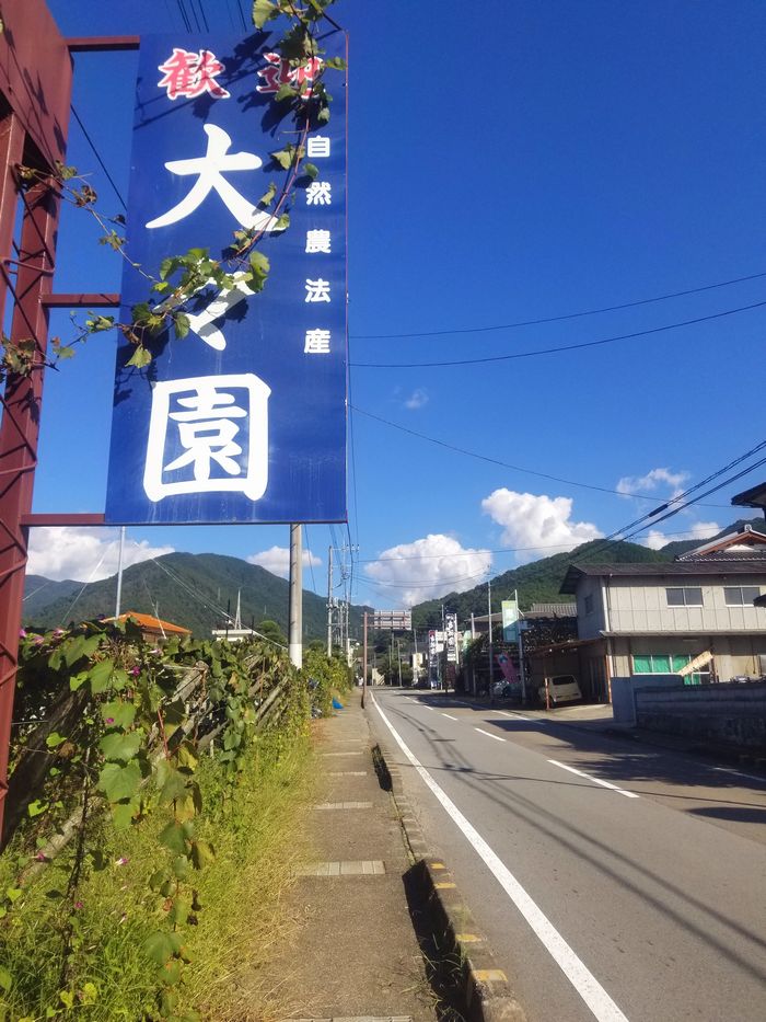 年配、高齢者に人気。勝沼ぶどう狩り。無農薬減農薬アートテン農法なのに激安格安お土産にオススメ