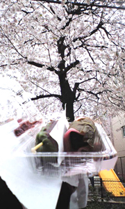 一人花見♪
