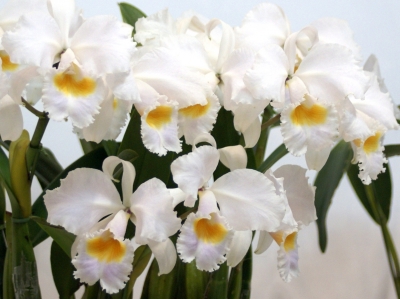 Cattleya schroederae