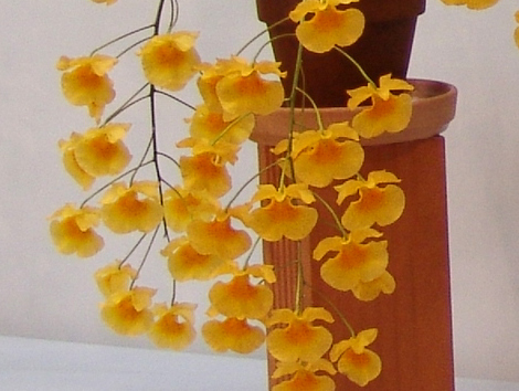 Dendrobium aggregatum