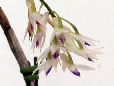 Dendrobium amethystoglossum