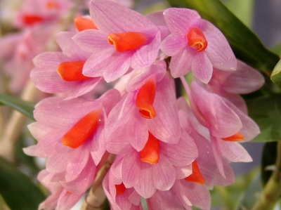 Dendrobium chrysoglossum