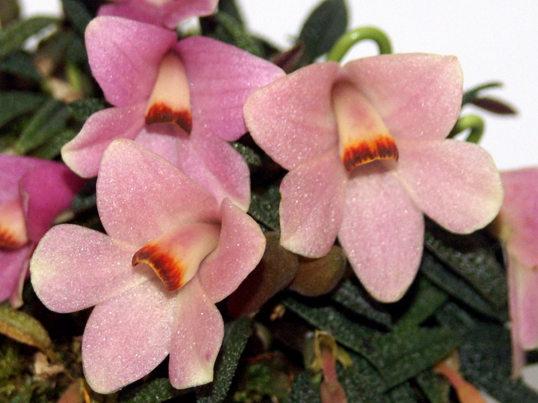 Dendrobium cuthbertsonii